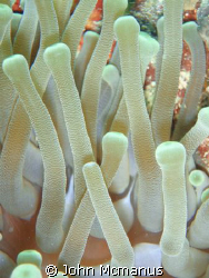 Sea anemone.  The photo was taken in Grand Cayman in Dece... by John Mcmanus 